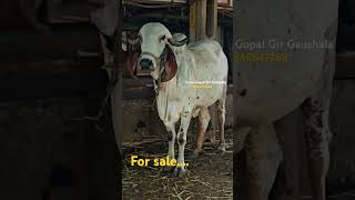 Top quality gir cow for sale 🔥8849547288 animal cow [upl. by Giannini426]