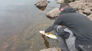 Loch Clatteringshaws 15lb Pike🐊 [upl. by Enwad]