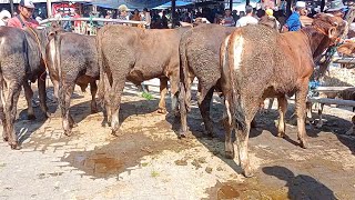 SAPI QURBAN EKONOMIS PASAR SAPI AMBARAWA ‼️ [upl. by Joelle]