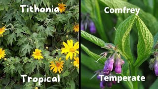 Tithonia diversifolia the comfrey of the tropics [upl. by Emaj959]