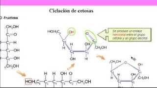 Bioquímica Carbohidratos [upl. by Nitin328]