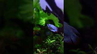 5ft Planted aquarium part 2 [upl. by Metts880]