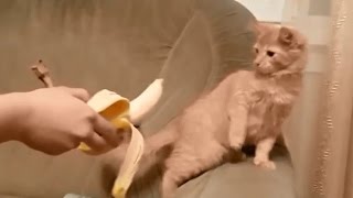 Funny Cats Spooked by Bananas Compilation [upl. by Margarida194]