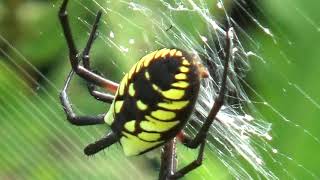 Argiope aurantia Making Stabilimentum No Edit [upl. by Kohl]