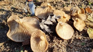 💥SETAS DE CARDO🍄 ¡BRUTAL BROTE EXPLOTAN CON FRÍO🥶❄️ PLEUROTUS ERYNGII [upl. by Ecnirp]