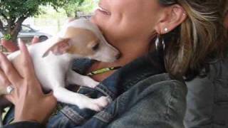 Getting Italian Greyhound Puppy [upl. by Kerns]