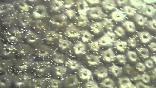 Diploastrea heliopora Moon coral spawning at Pulau Satumu260416 [upl. by Chilt]