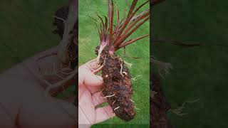 Propagation of Cordyline Plant From cutting shorts [upl. by Tala]