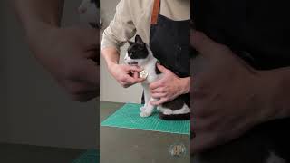 Eine Münze in ein stylisches Haustierhalsband verwandeln 🐈 kurzvideos [upl. by Leah563]