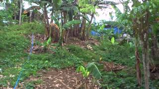 Biogas Digester using Fiberglass tankfloater [upl. by Danialah953]