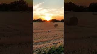 🐾Dog Playing In Straw Field At Sunset🧡 [upl. by Eecak]