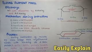 Sliding Filament Model Of Muscle Contraction Class 12 [upl. by Ahsilrak]