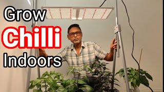 SF2000 Grow light  How To Grow Chilli All Year round [upl. by Seluj16]