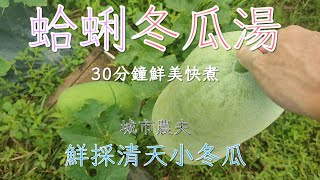 小冬瓜蛤蜊湯  城市農夫自家種植，30分鐘簡單鮮煮一道味美清爽的，蛤蜊清天小冬瓜湯。 [upl. by Trager]