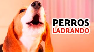 12 Perros Ladrando Muy Fuerte para molestar a tu perro o gato HD [upl. by Ynaffyt]