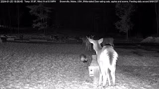 Skunk scares deer [upl. by Hunfredo465]