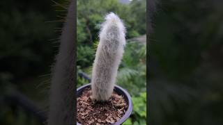 Cephalocereus senilis cactus cacti succulent plants nature gardening plantlover [upl. by Potash]