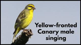 YELLOWFRONTED CANARY male singing [upl. by Yortal]