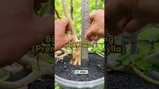 SANCANG PROGRAM MAME sancang mame bonsai shorts shortvideo viralvideo [upl. by Kcire815]