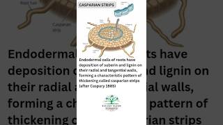 Casparian strips  Bands of Suberin and Lignin  Plant Anatomy ytshorts [upl. by Homer]