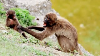 Gelada Baboon got angry at his child  gelada baboon baby  ANIMALS LIFE [upl. by Ardekal]