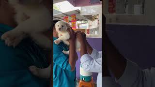 Dog vaccination [upl. by Farra]