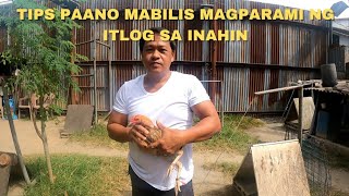 PARAAN SA MABILIS NA BREEDING  Boss Noli Vlog [upl. by Ahsimaj]