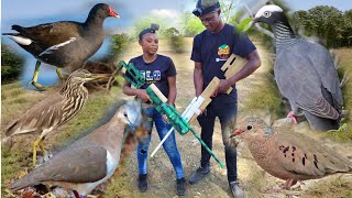 First Hunt Of The Jamaica Bird Hunting Season 2023EPIC [upl. by Pease]