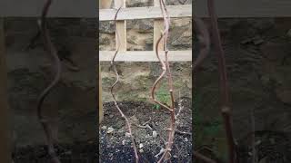 Growing and propagating a Hardy Kiwi Berry Actinidia Arguta quotIssaiquot [upl. by Llemar]