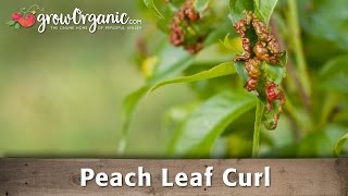 How to Treat Peach Leaf Curl in Your Organic Orchard [upl. by Couchman]