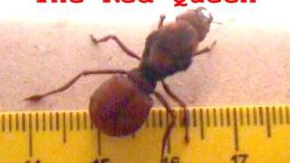 Gigantic ants  Formigas Gigantes [upl. by Oberg]