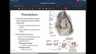 Anatomy Mediastinum and Pericardium Part 2 [upl. by Quick]