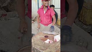 LETHER JOCKET fish cutting video kasimedu shorts [upl. by Theall823]