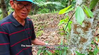 Asang Langai Botanical Garden Homestay Bakelalan Sarawak Malaysia Nature Travel 马来西亚砂拉越巴卡拉兰高原民宿 [upl. by Wylde]