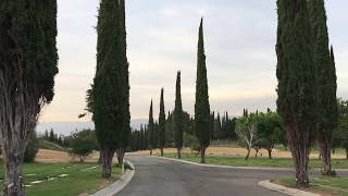 Italian Cypress trees in southern California [upl. by Haliehs]