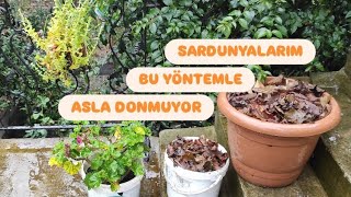 ✅SARDUNYALARI Kışa Hazırlıyorum Bu Yöntemle Asla DONMUYORLAR [upl. by Chilson]