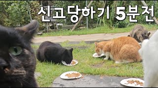 길냥이 밥주다가 신고당했습니다 [upl. by Barcellona]