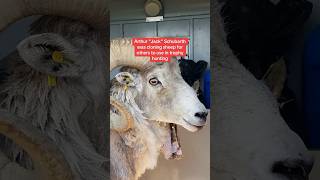 Man sentenced to prison for cloning giant sheep for captive trophy hunting shorts [upl. by Ekralc75]