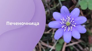 Печеночница латHepaticae herba Синие подснежники [upl. by Nitsugua]