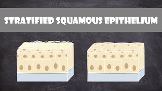 Stratified Squamous Epithelium  Anatomy [upl. by Asiluj]