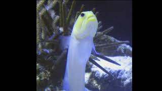 Facts The Yellowhead Jawfish [upl. by Yewed]