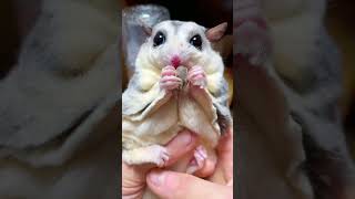 Slowly and leisurely  a delicious meal into the belly 🥰😃☺️😗😚 sugarglider pets cute animals [upl. by Nerita]