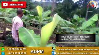 Buzz Cameroun  Comment lancer sa plantation de bananes plantains [upl. by Eiramnaej]