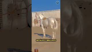 😱😲El caballo MAS HERMOSO Y CARO DEL MUNDO AkhalTeke de Turkmenistán shorts animal viral [upl. by Ecirtemed]