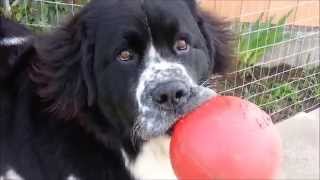 Adorable giant Landseer Newfoundland dog [upl. by Bartko]