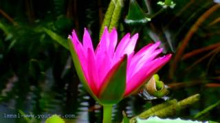 Waterlily Pond  At kew Gardens [upl. by Suiravaj]