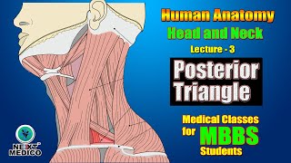 NEXT MEDICO 2022 l Head and Neck l Posterior Triangle l Lectur  3 [upl. by Ecilegna692]