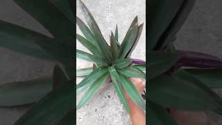 Rhoeo plant plantingviralvideo plantforfuture viralshorts viralreels gardening rhoeoplant [upl. by Crystie600]