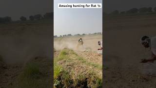 Amazing hunting for Rat 🐀 youtubeshorts farming villagerhunt [upl. by Slin]