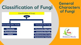 General Characters of Fungi  Classification of Fungi  Fungal Classification [upl. by Maitilde632]